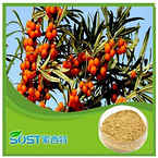  free sample fruit powder sea buckthorn juice