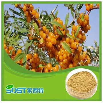  2015 free sample sea buckthorn juice