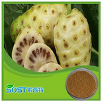 Wholesale Hot Selling noni juice concentrate