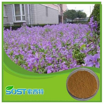 High Quality China gromwell root powder