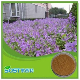 High Quality China gromwell root powder