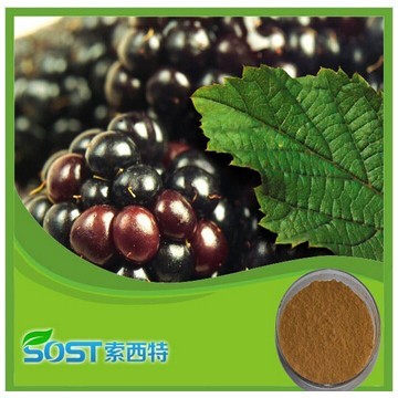 China Wholesale mulberry fruit extract powder