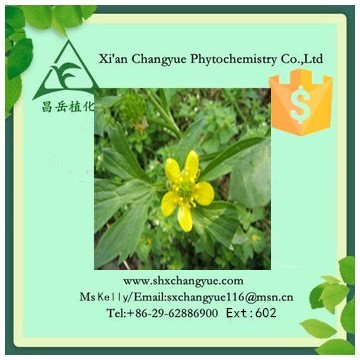 Gold Supplier Catclaw Buttercup Root Extract 