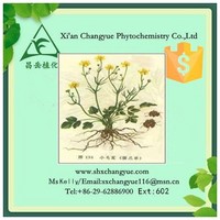 Top Quality Catclaw Buttercup Root Extract 