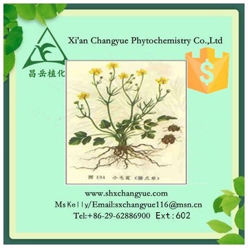 Top Quality Catclaw Buttercup Root Extract 