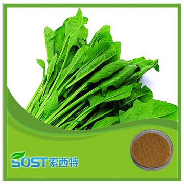 Hot Selling Free Sample Spinach Powder