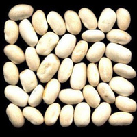 white kidney bean P.E.