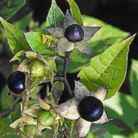 Atropa Belladonna liquid extract