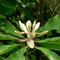 Magnoliae Officinalis P.E.