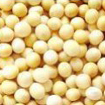 Soybean P.E.