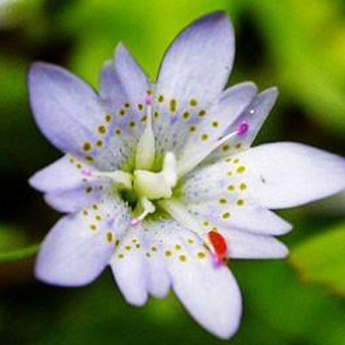 Chinese Gentian Root P.E.