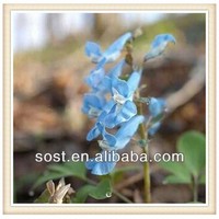 Corydalis tuber Extract