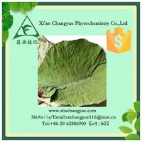 Hot selling lotus leaf extract 