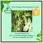 Hot selling ginseng leaf extract 