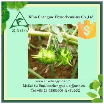 Pure natural tribulus terrestris extract 