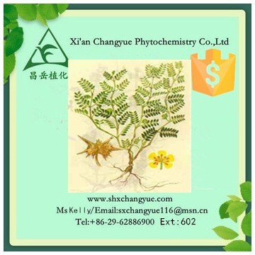 Gold supplier tribulus terrestris extract 