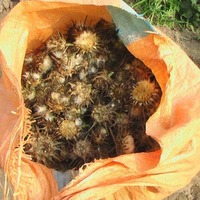 Milk thistle seeds 