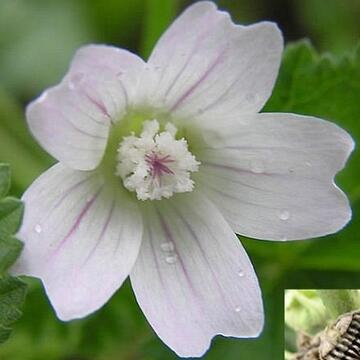 Althaea Rosea P.E.