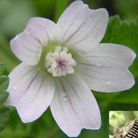 Althaea Rosea P.E.