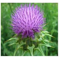 Milk Thistle P . E.