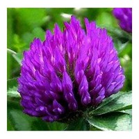 Red Clover P . E .