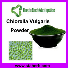 100% pure natural Chlorella Powder/Chlorella extract Powder