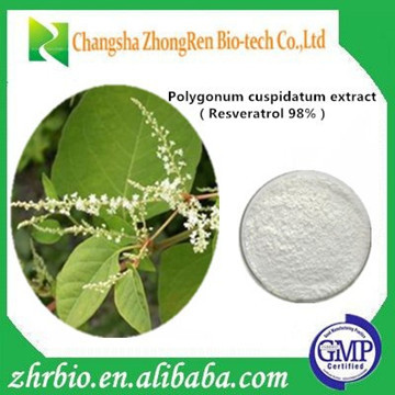 Manufacturer Supply Polygonum Cuspidatum Root Extract Resveratrol 98%, Water-soluble 10% by HPLC