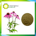 echinacea extract 