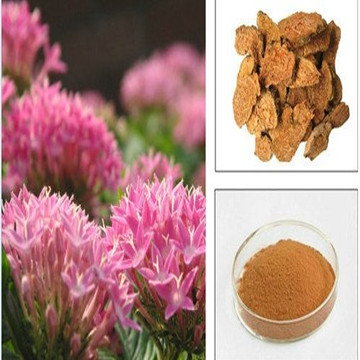 Chinese Factory Supply Rhodiola Rosea Powder Extract Salidroside