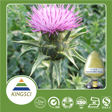 Milk Thistle P.E./extract