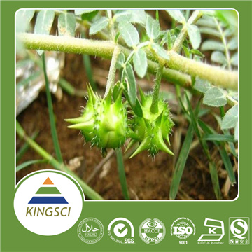 Tribulus Terrestris Extract