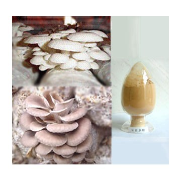 Oyster mushroom powder;pleurotus ostreatus powder