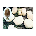 Hericium erinaceus powder;Lion's mane mushroom powder