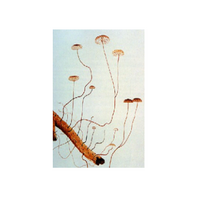 Marasminus androsaceus mycelium extract