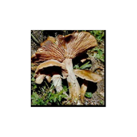 Armillariella mellea mycelium extract