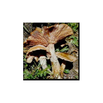 Armillariella mellea mycelium extract