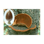 phellinus igniarius mycelium extract