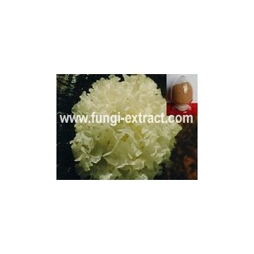 Tremella fuciformis extract;white fungus extract