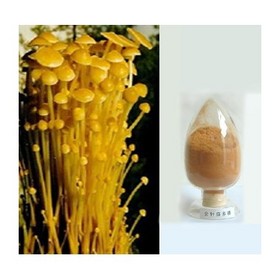 Enoki mushroom extract,Needle mushroom extract;Flammulina velutipe extract