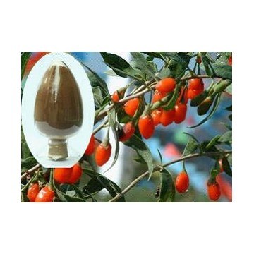 Lycium chinense extract;LBP extract