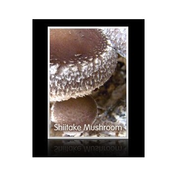 shiitake extract;lentinus edodes extract