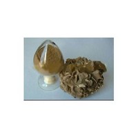maitake extract;Grifola frondosa extract