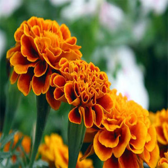 Marigold Flower Extract