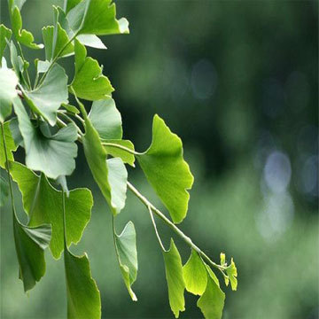 Ginkgo Biloba Extract