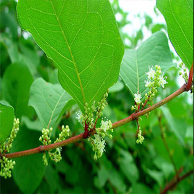 Polygonum Cuspidatum Extract