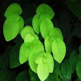 Epimedium Extract