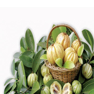 Garcinia Combogia Extract