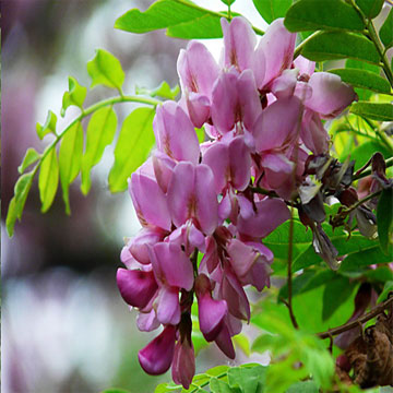 Japanese Pagodatree Flower-bud