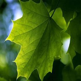 Mulberry Leaf Extract