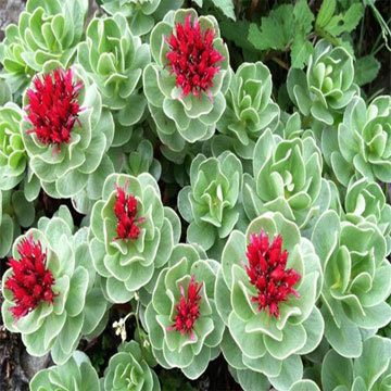 Rhodiola Rosea Extract